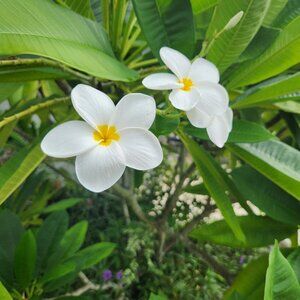 White Hawaiian Frangipani Fresh Plumeria cutting 12" tall 1x